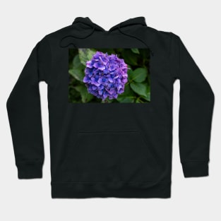 Hydrangea Flower Violet & Blue With Green Foliage Hoodie